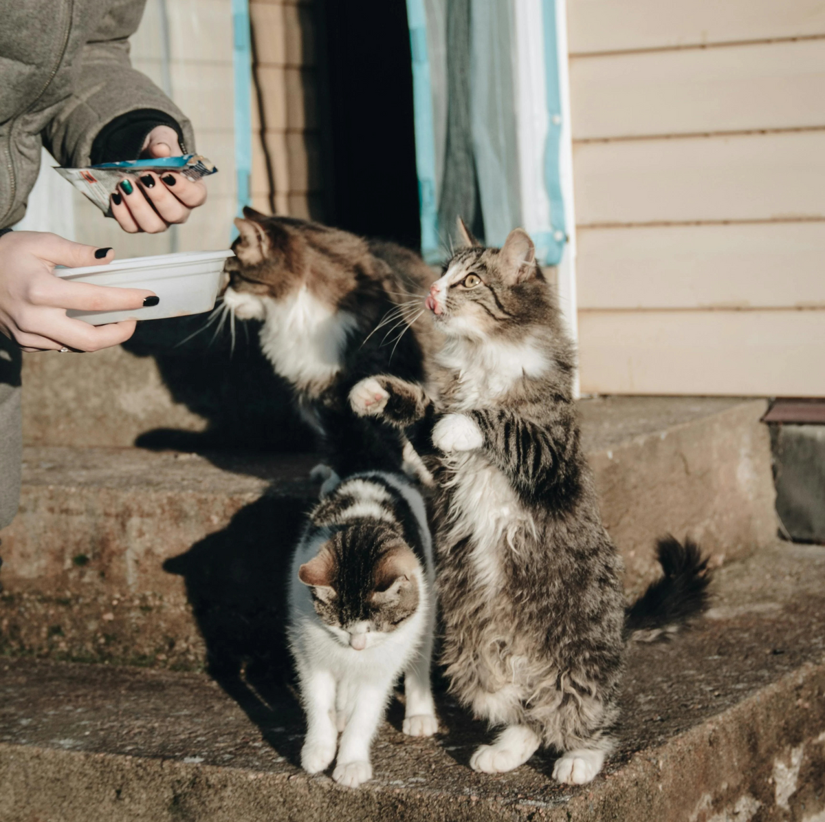 πΎπ One Meal for a Stray Animal